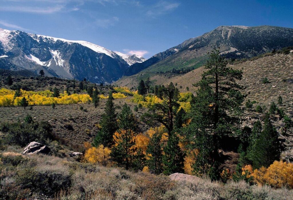 A RIPARIAN WOODLAND is created by PARKER CREEK which drains the Eastern Sierra Nevada - JUNE LAKE LOOP, CALIFORNIA