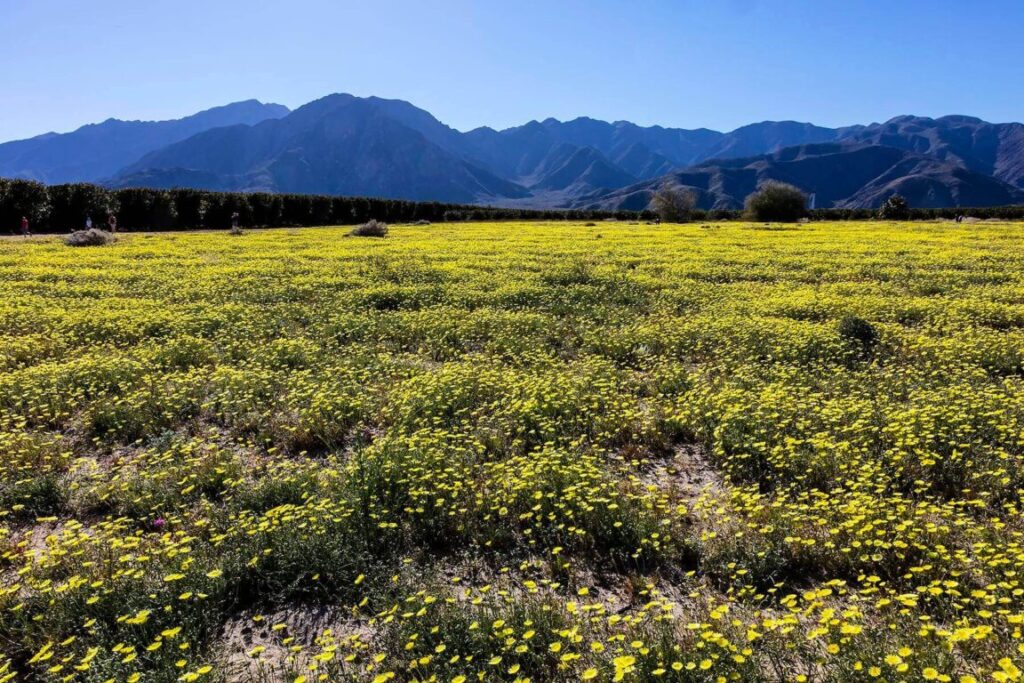 A field of CALIFORNIA DANDELIONS (Malacothrix californica) in ANZA BORREGO DESERT STATE PARK, CALIFORNIA