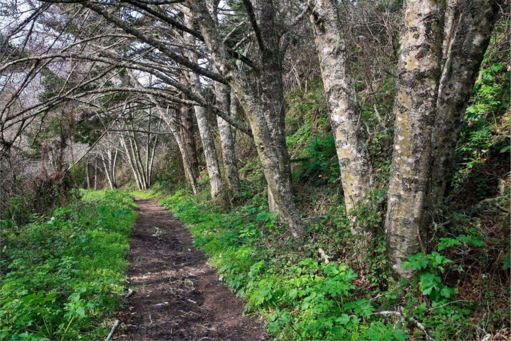 The COAST TRAIL winds through a temperate forest - POINT REYES NATIONAL SEASHORE, CALIFORNIA