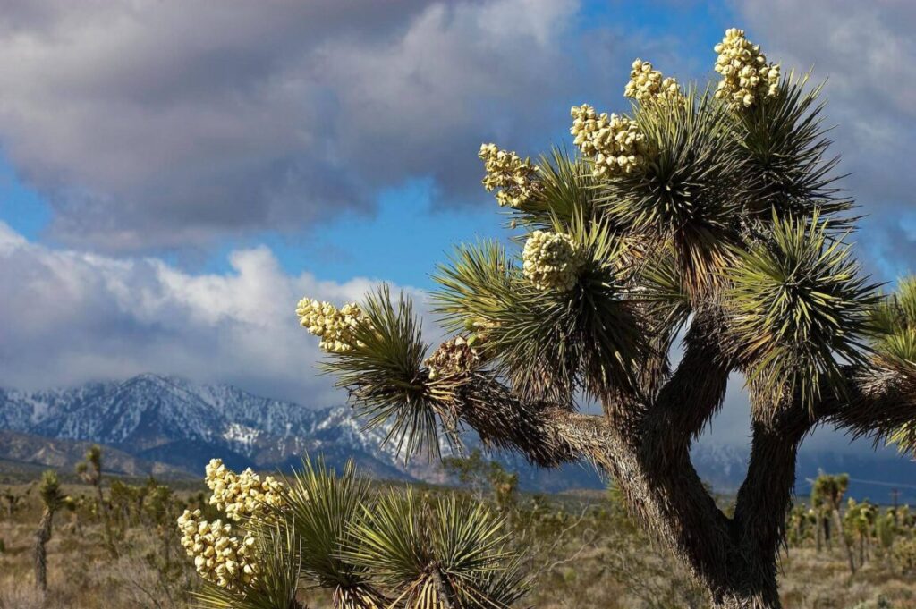 JOSHUA TREES (Yucca Brevifolia) in bloom in the MOJAVE DESSERT - SOUTHERN, CALIFORNIA