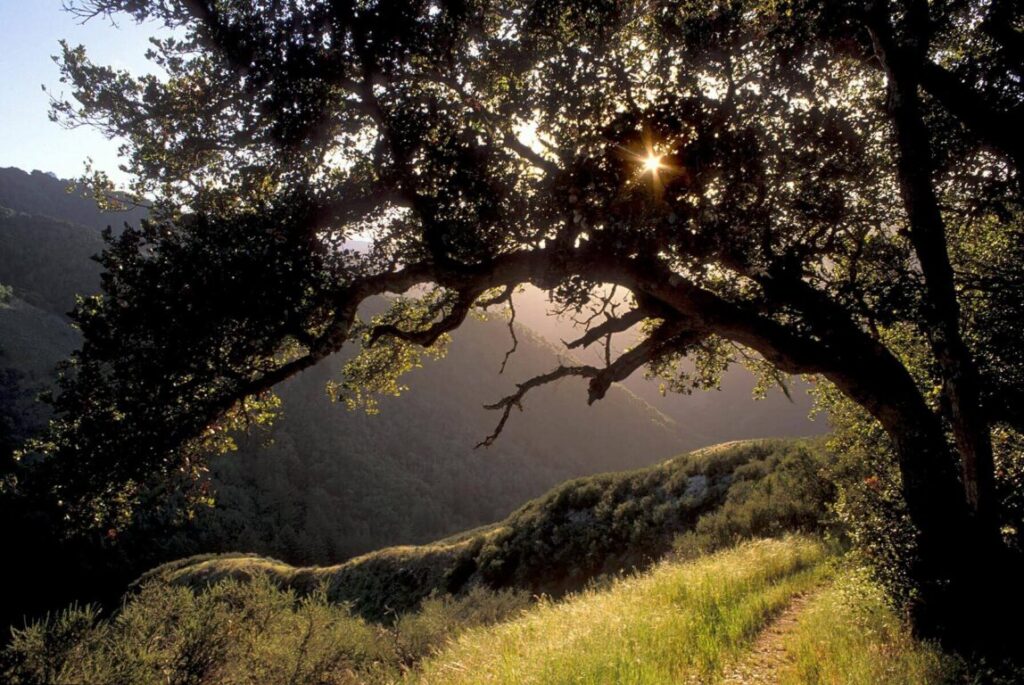 The sun sparkles through an OAK TREE in GARZAS CANYON, part of GARLAND PARK in CARMEL VALLEY - CALIFORNIA