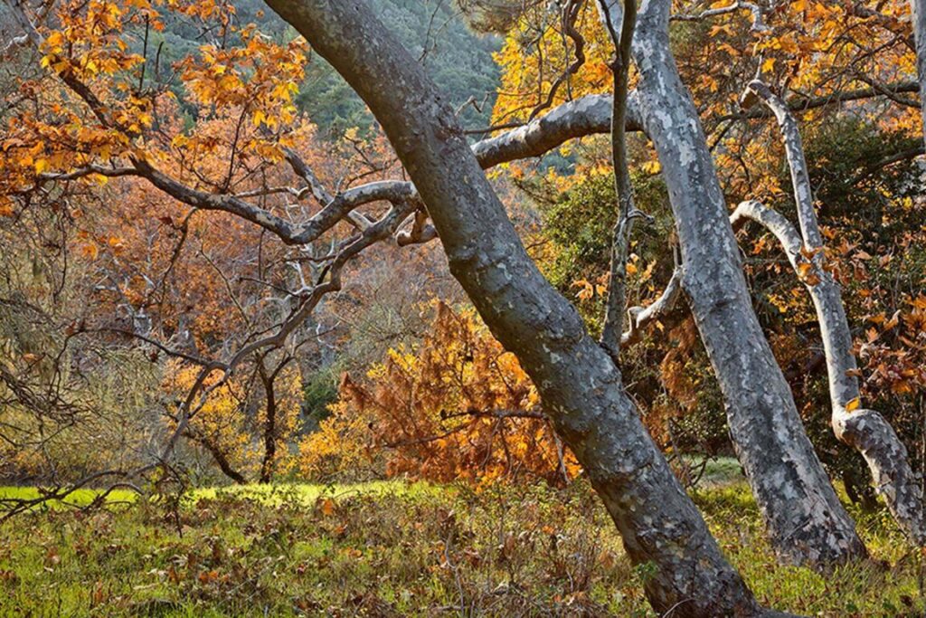 SYCAMORE TREES in autumn foilage - CARMEL VALLEY, CALIFORNIA