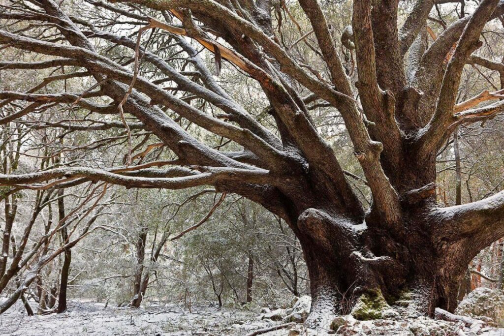A snow covered tree on CHEWS RIDGE in LOS PADRES NATIONAL FOREST - CARMEL VALLEY, CALIFORNIA