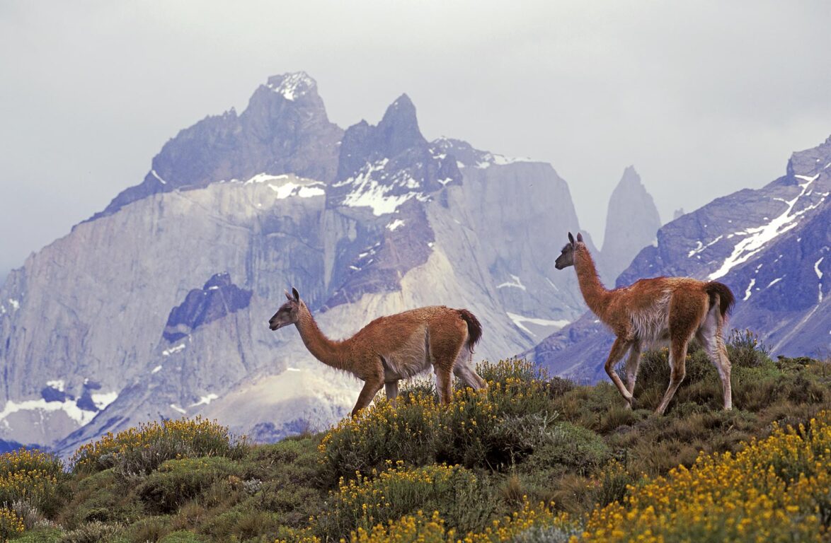 Herd of GUANACOS (Lama guanicoe) in TORRES DEL PAINE NATIONAL PARK with ANDES PEAK behind - PATAGONIA, CHILE