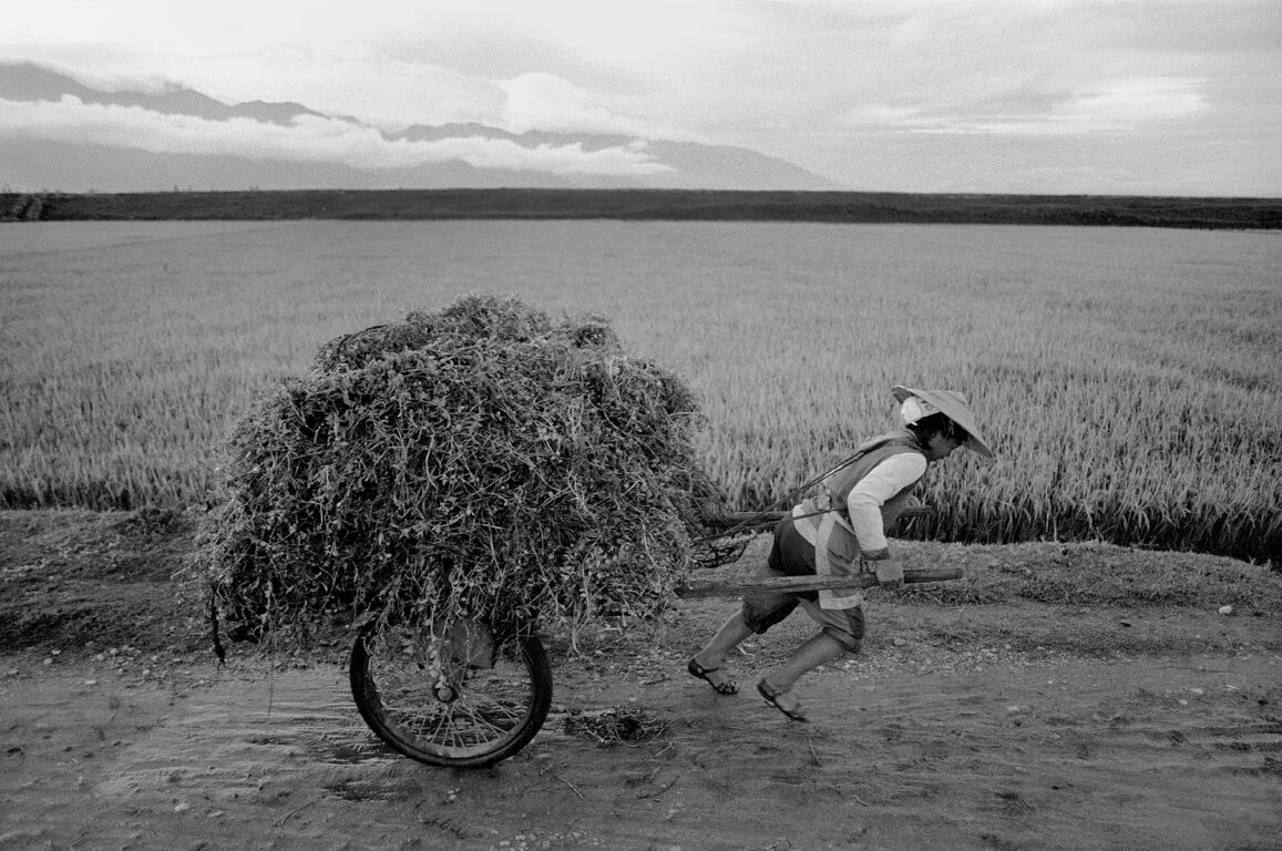 Chinese peasant working the rice fields - DALI, CHINA 1986