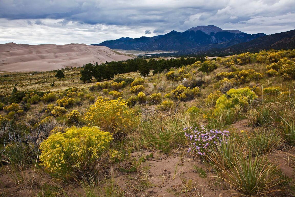 Rabbitbush in bloom at GREAT SAND DUNES NATIONAL PARK and the SANGRE DE CRISTO MOUNTAINS which are part of the ROCKIES - COLORADO