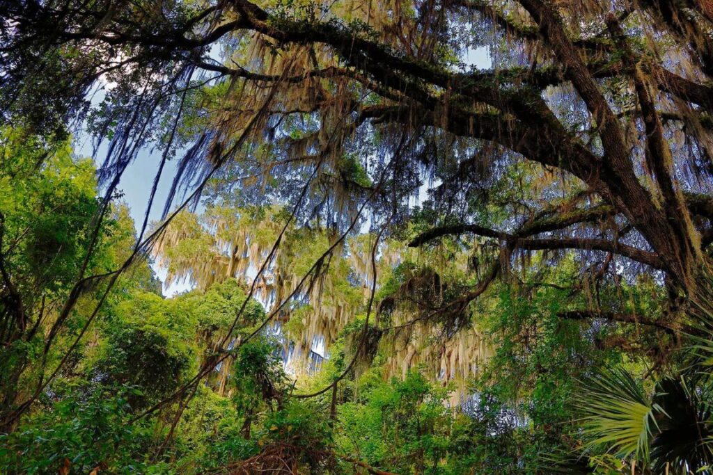 SPANISH MOSS grown in the trees along the La Chua Trail at PAYNES PRAIRIE PRESERVE STATE PARK - GAINESVILLE, FLORIDA