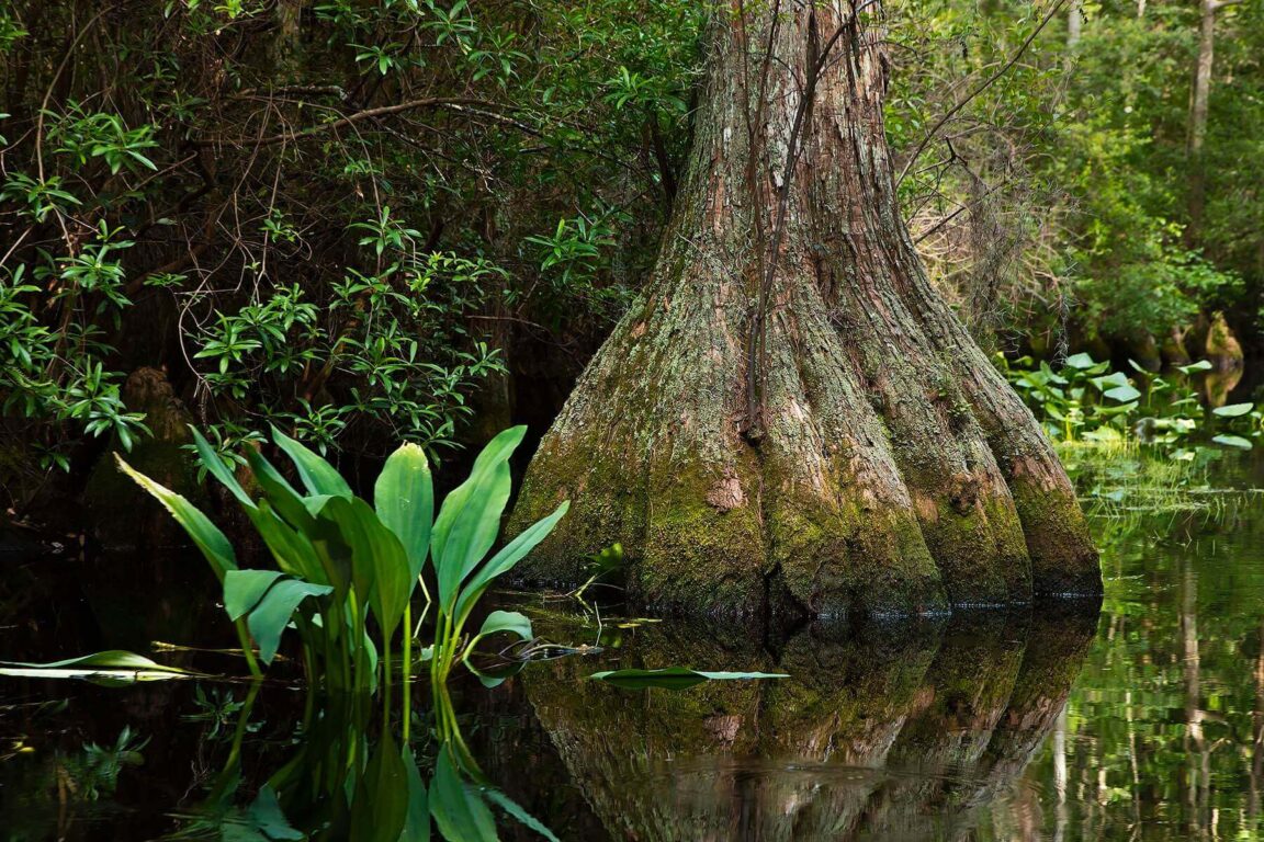 BALD CYPRESS trees in the OKEFENOKEE SWAMP National Wildlife Refuge along the SUWANNEE RIVER - FLORIDA