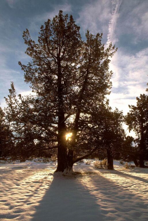 Backlit JUNIPER TREES on a winter day in a SNOW covered MEADOW- BEND, OREGON
