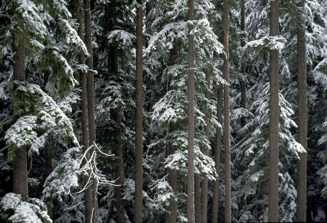 WINTER SNOW enshrouds a FIR FOREST in the CASCADE MOUNTAINS - OREGON