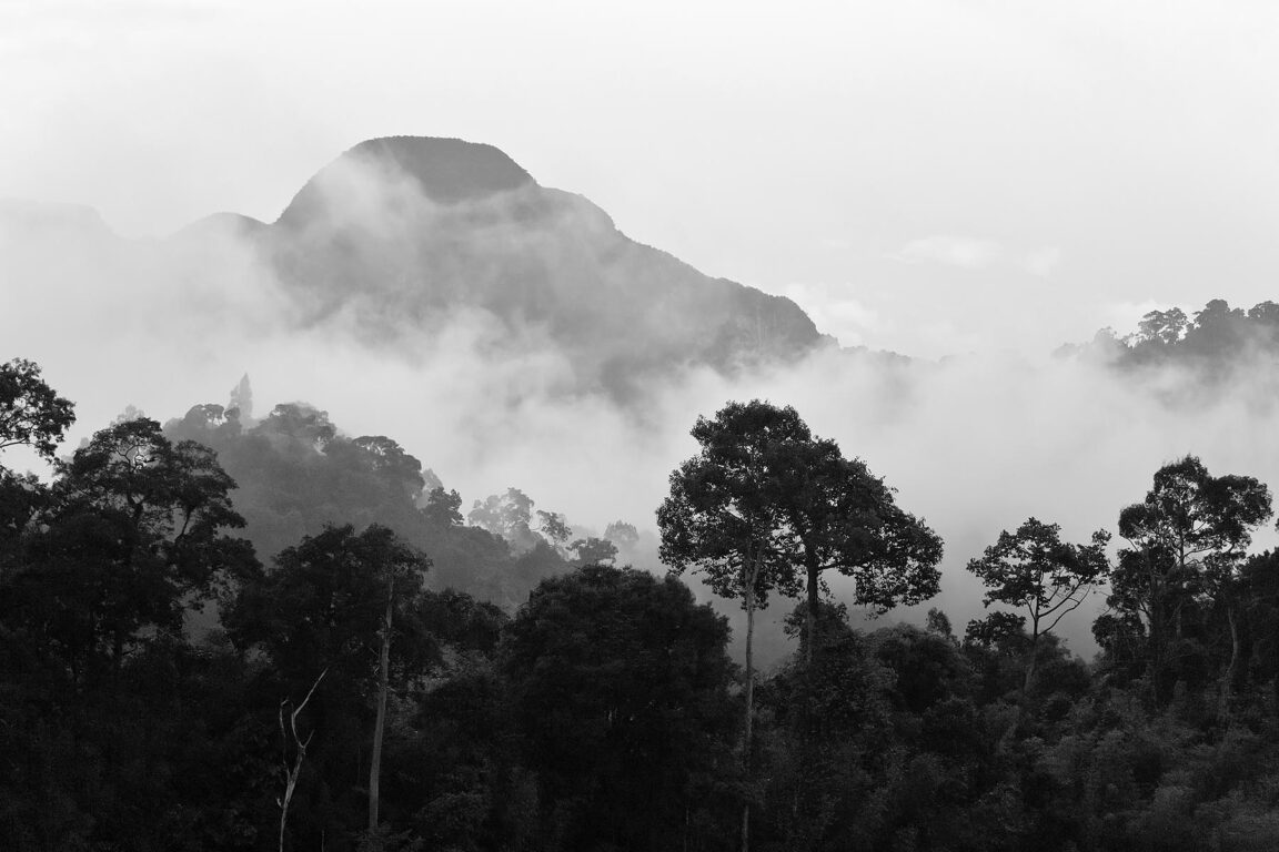 Early morning fog in the rain forest of KHAO SOK NATIONAL PARK - SURAI THANI PROVENCE, THAILAND