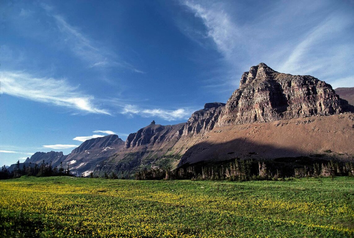 Field of YELLOW WILDFLOWERS in the ROCKY MOUNTAINS - WATERTON GLACIER INT. PEACE PARK, MONTANA