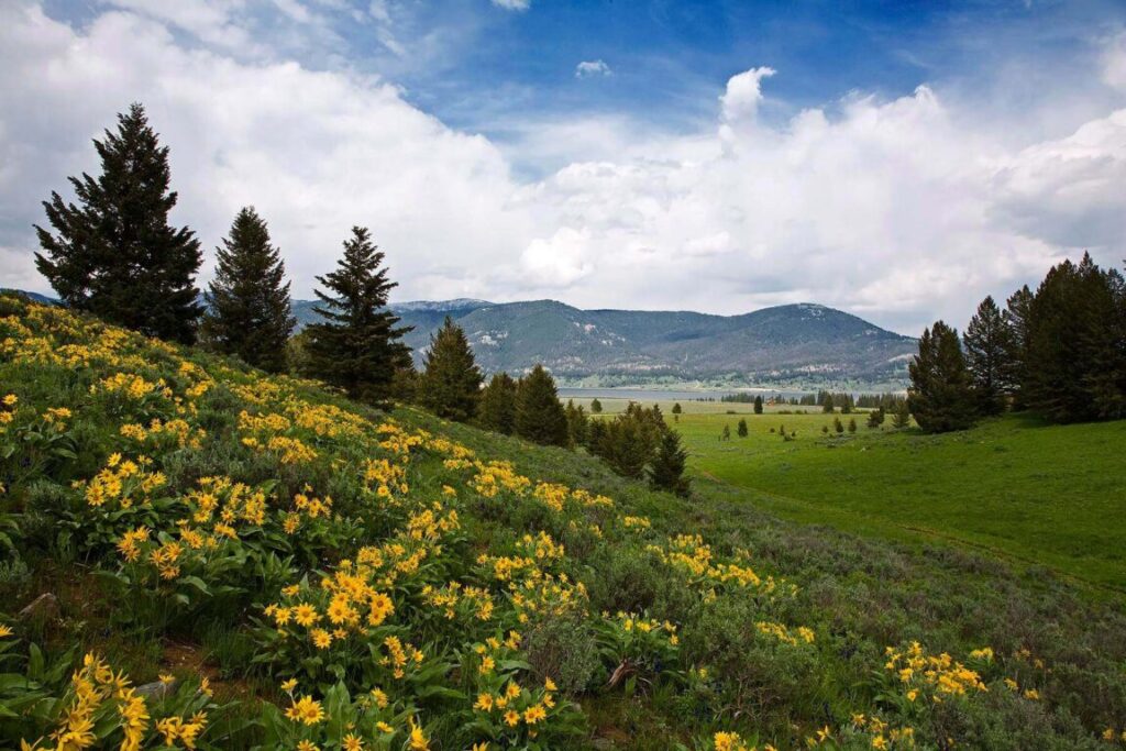 BALSAMROOT (Balsamorhiza sagittata) or ARROWLEAF BALSAMROOT plants turn the hillsides yellow in the ROCKY MOUNTAINS - MONTANA