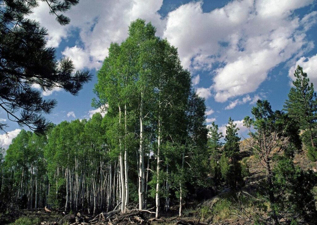 Grove of ASPEN trees - UTAH