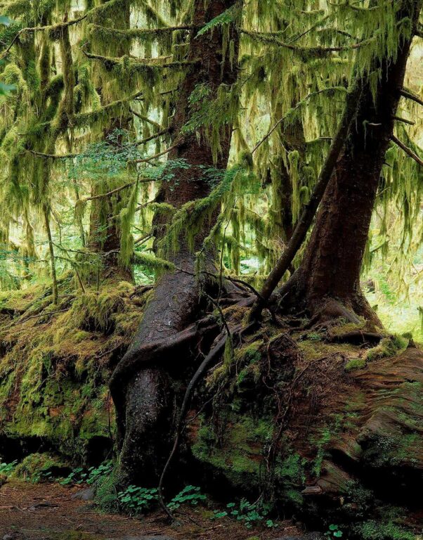 CLUB MOSS hangs from a MAPLE branch in the HALL OF MOSSES in the HOH RAIN FOREST - OLYMPIC NATIONAL PARK