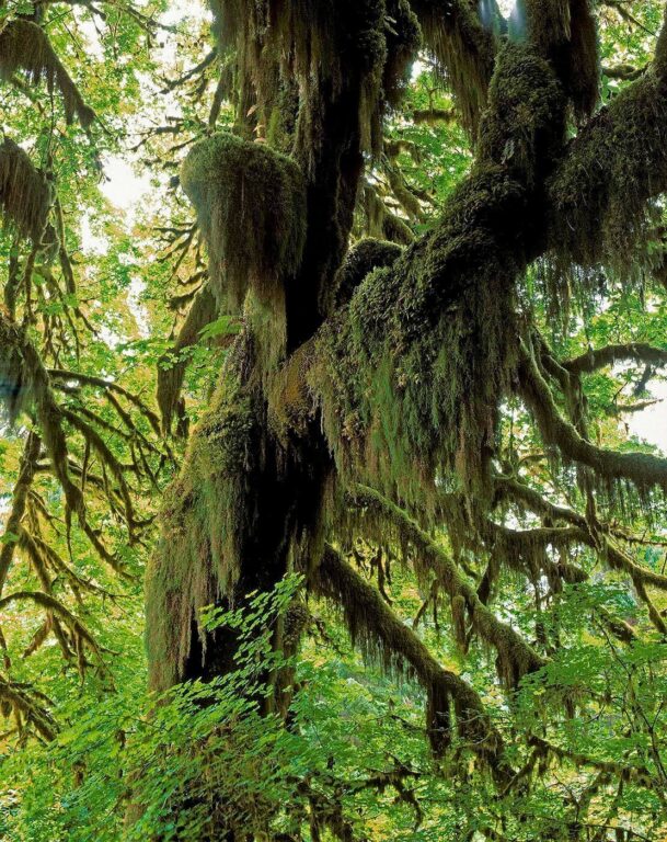 CLUB MOSS hangs from a MAPLE branch in the HALL OF MOSSES in the HOH RAIN FOREST - OLYMPIC NATIONAL PARK
