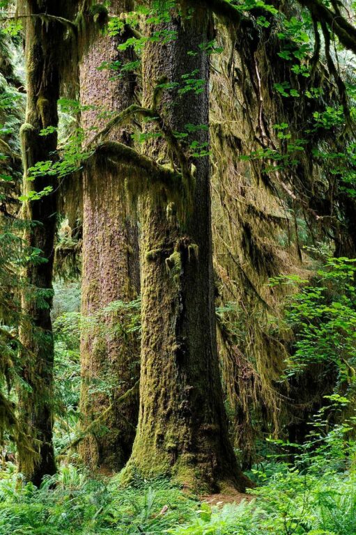 Trees grow to gigantic size in the HOH RAIN FOREST which averages 240 inches of rain each year - OLYMPIC NATIONAL PARK, WASHINGTON