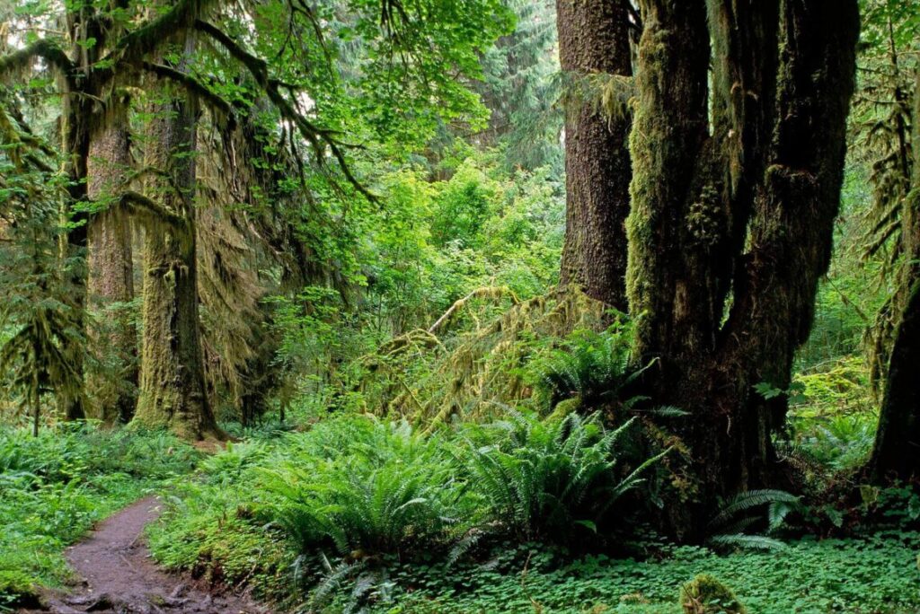 The HALL OF MOSSES TRAIL in the HOH RAIN FOREST - OLYMPIC NATIONAL PARK, WASHINGTON