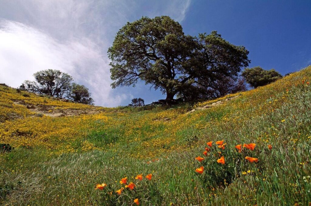 CALIFORNIA POPPY PLANTS (Eschscholzia californica) and OAK TREE - CARMEL VALLEY, CALIFORNIA