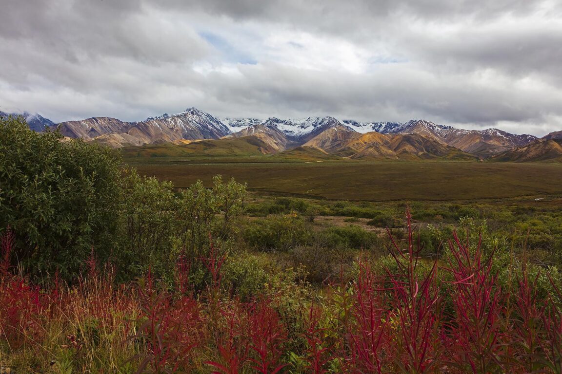 Fireweed adds color to this landscape of the POLYCHROME area of DENALI NATIONAL PARK - ALASKA
