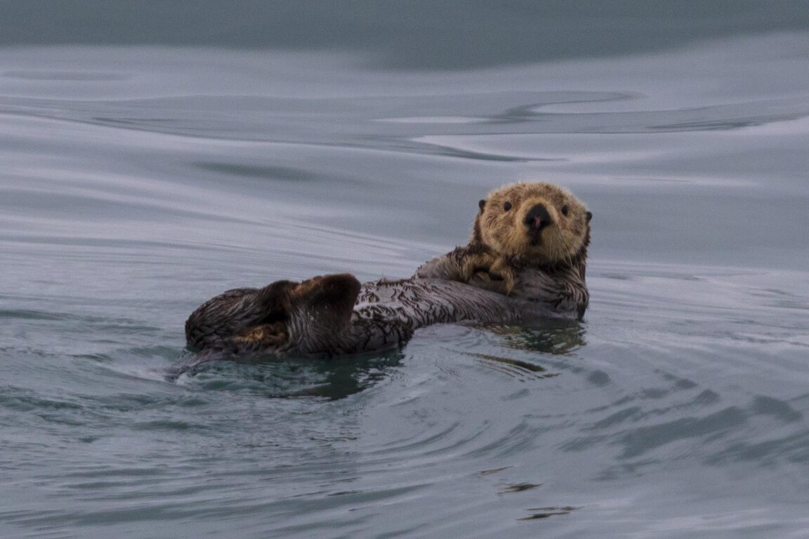 A SEA OTTER floats on its back in the waters of SEWARD, ALASKA