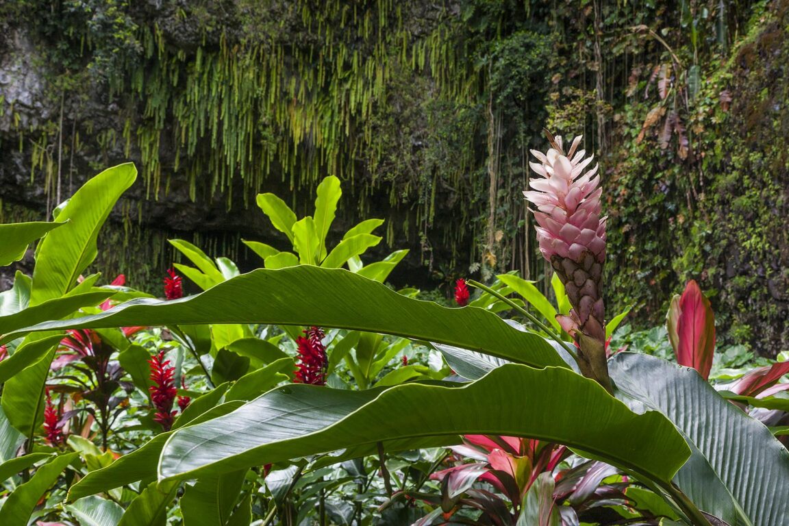 FERN GROTTO on the island of KAUAI is a sacred place full of tropical flowers like this GINGER PLANT