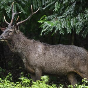 INDIA_KARNATAKA_WILDLIFE_D139