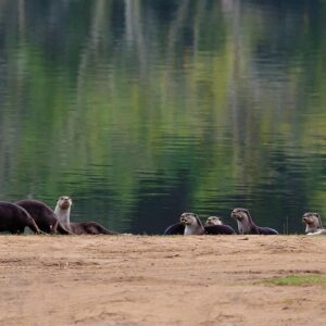 INDIA_KARNATAKA_WILDLIFE_D32