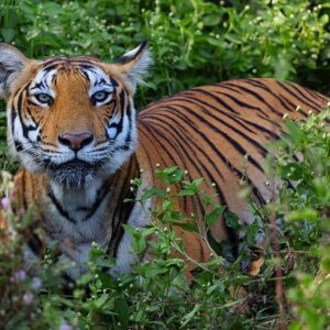 A three year old female Bengal Tiger (Panthera tigris tigris) in Bandipur National Park in the Chamarajnagar district of Karnataka State is part of the Niligiri Biosphere Reserve - India