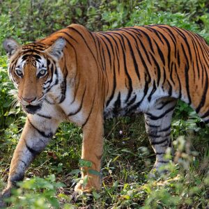 INDIA_KARNATAKA_WILDLIFE_D366
