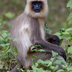 INDIA_KARNATAKA_WILDLIFE_D49