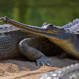 NEPAL_CHITWAN_D189